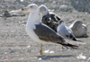 juvenile LBBG, ringed in the Netherlands.